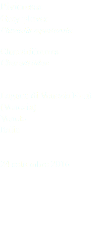 Pivieressa Grey plover Pluvialis squatarola Charadriiformes Charadriidae Laguna di Venezia Nord (Venezia) Veneto Italia 24 settembre 2016