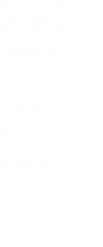 Tortora dal collare Collary dove Streptopelia turtur Columbiformes Columbidae Castiglione della Pescaia (Grosseto) Toscana Italia 26 aprile 2016