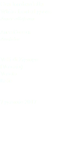 Oca lombardella White-fronted goose Anser albifrons Anseriformes Anatidae Valli di Zignago (Venezia) Veneto Italia 7 gennaio 2017
