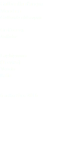 Gallinella d'acqua Moorhen Gallinula chloropus Gruiformes Rallidae Lughignano (Treviso) Veneto Italia 6 settembre 2016