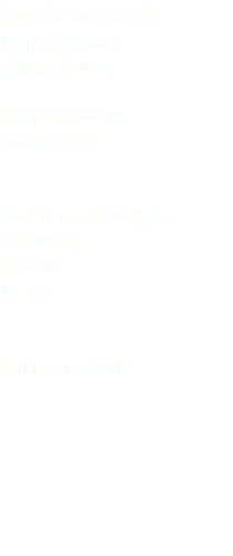 Aquila imperiale Imperial eagle Aquila heliaca Accipitriformes Accipitridae Barchessa Ravagnan (Rovigo) Veneto Italia 7 febbraio 2017